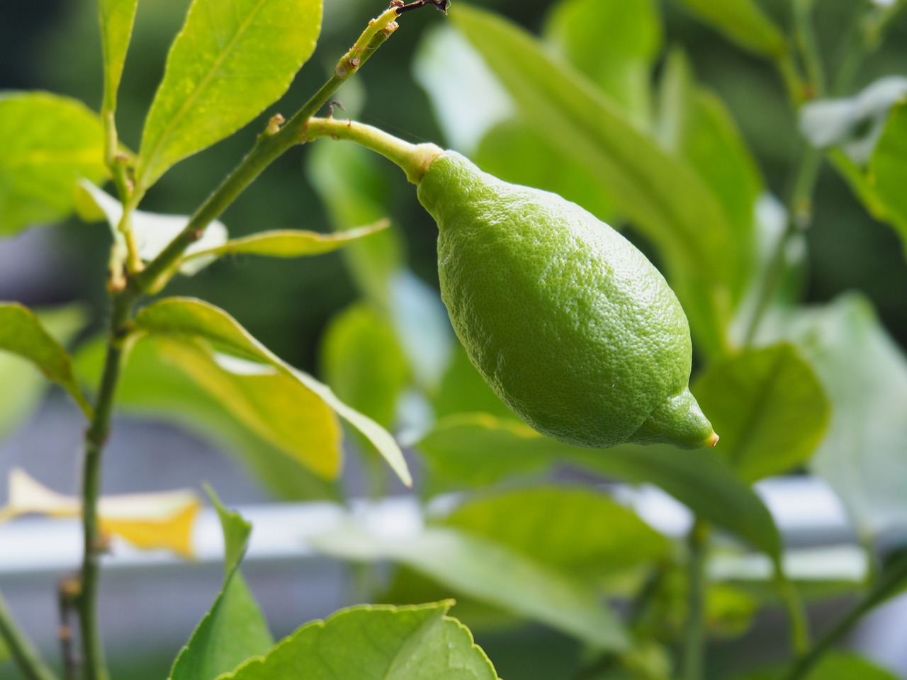 green lemon fruit free photo