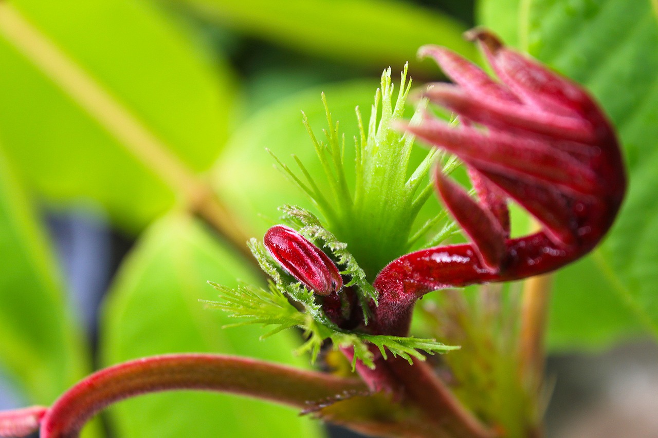 green flower young shoot free photo