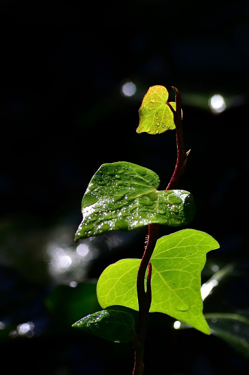 green leaves ivy free photo