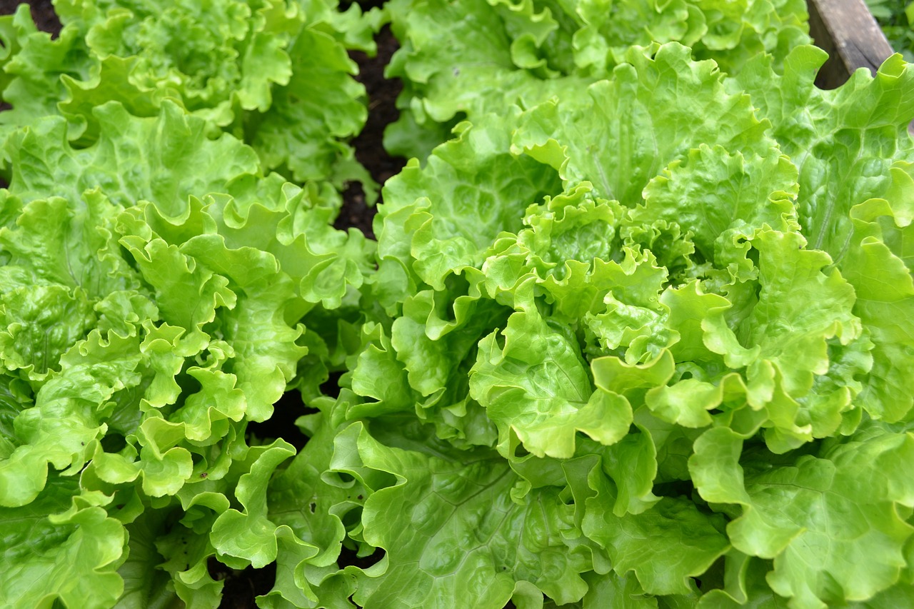 green lettuce batavia free photo