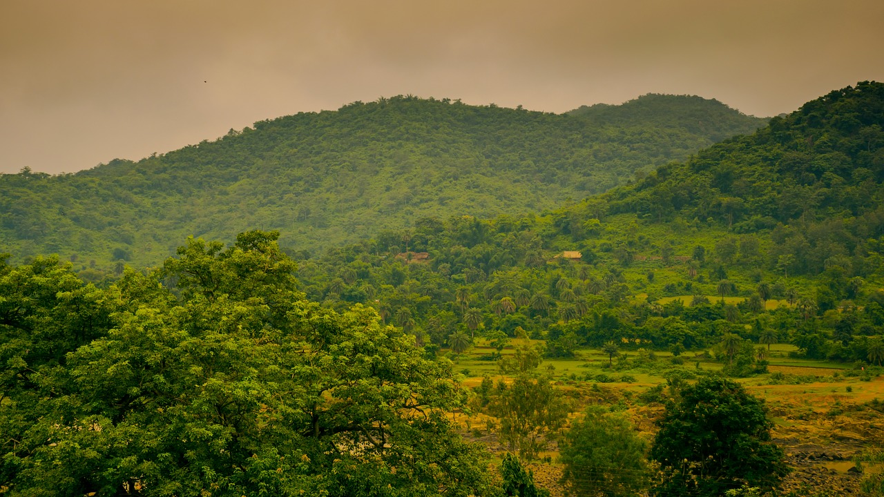 green rock tree free photo