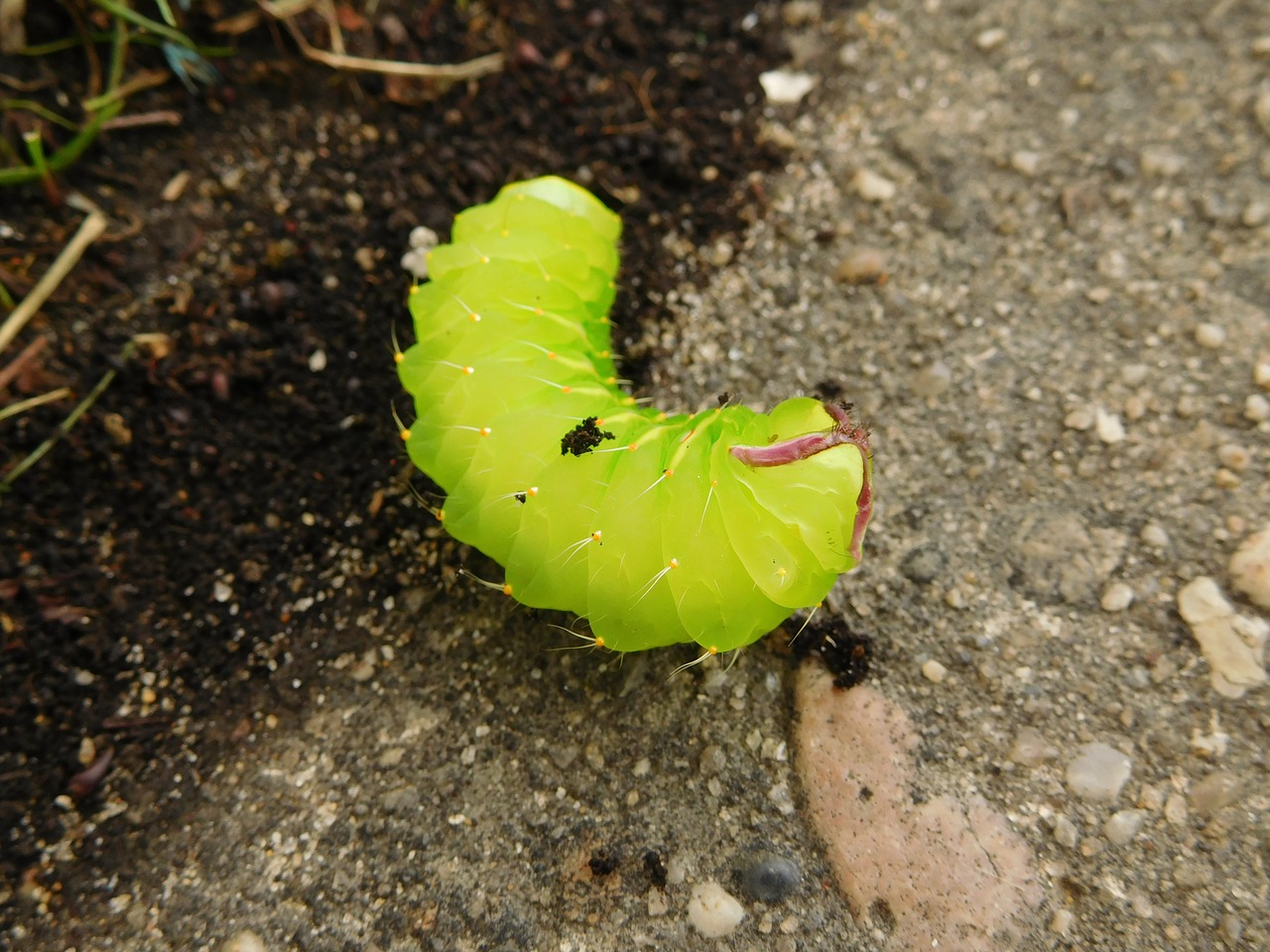 green caterpillar bug free photo