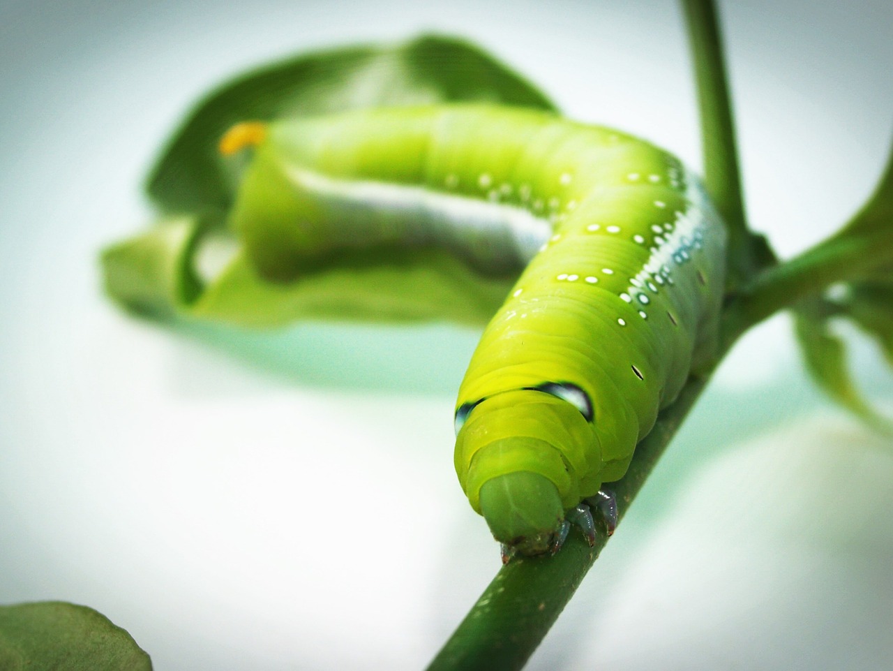 green worm closeup free photo