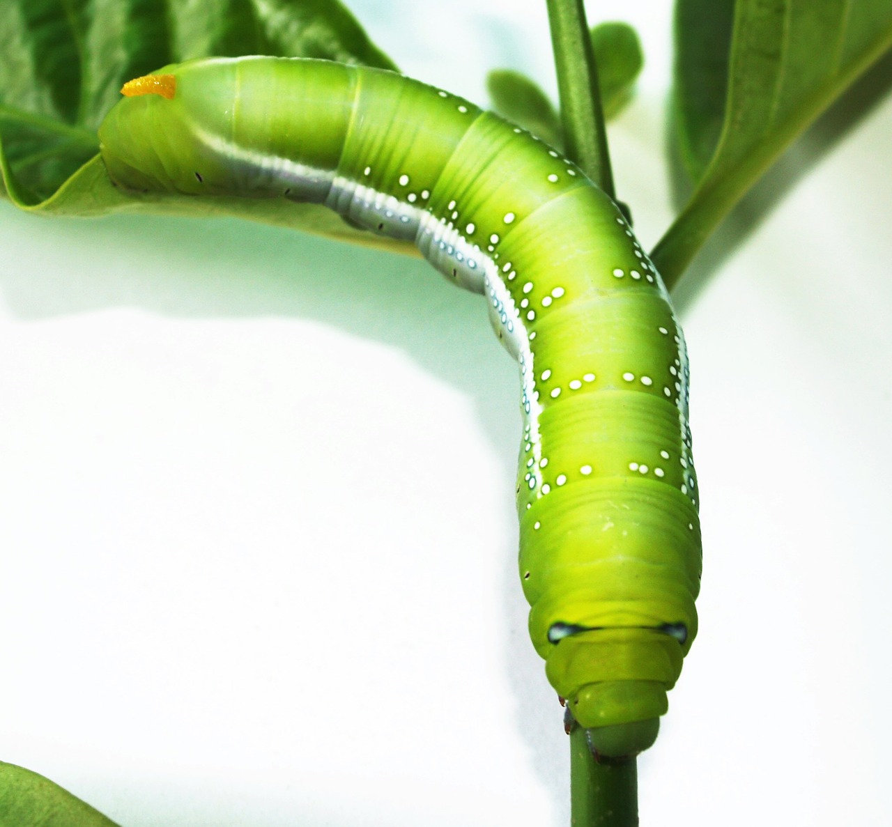 green worm closeup free photo