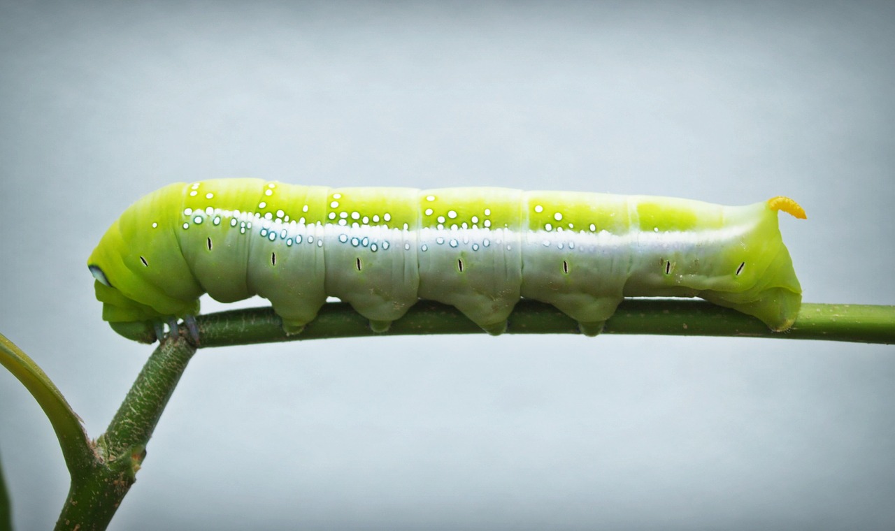 green worm closeup free photo