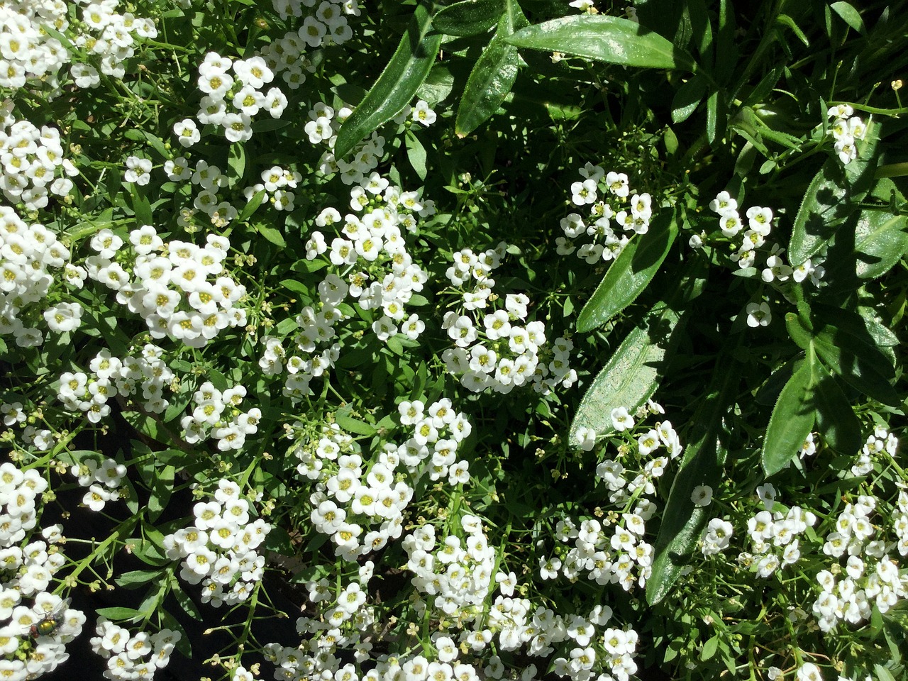 green white flower free photo