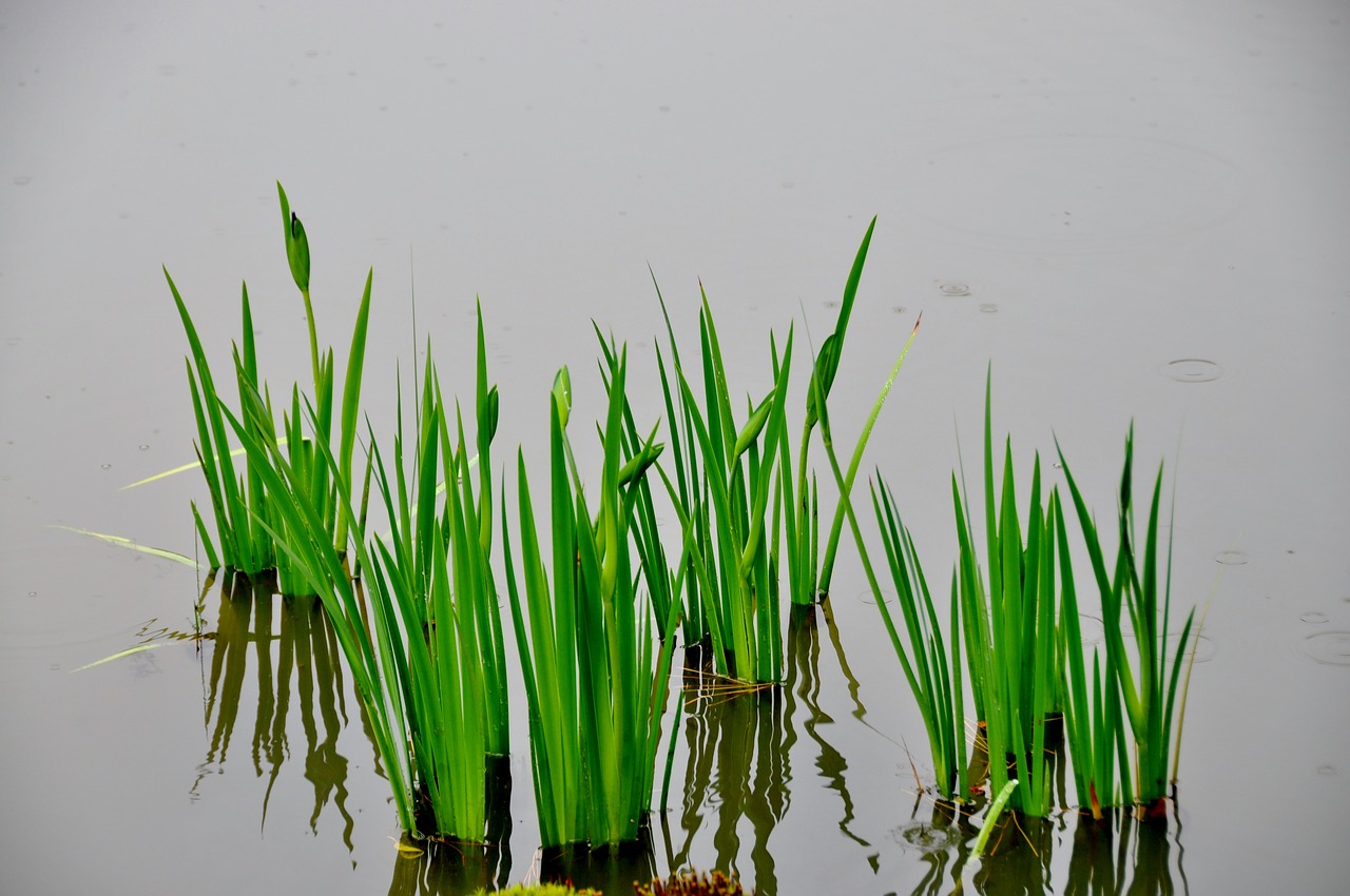 green water nature free photo