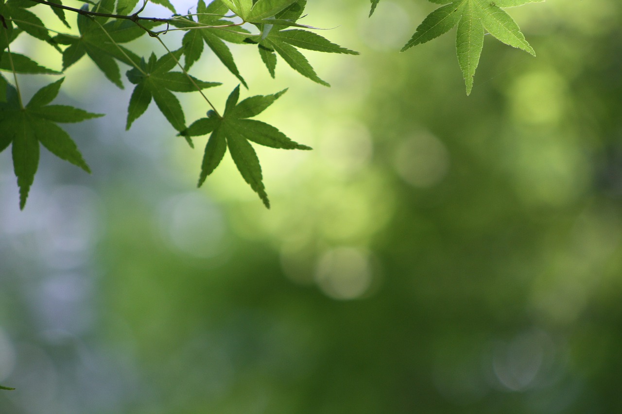 green background leaves free photo