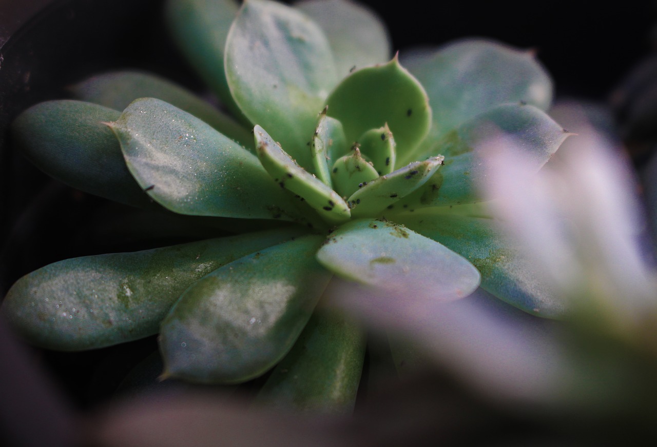 succulent green plant free photo