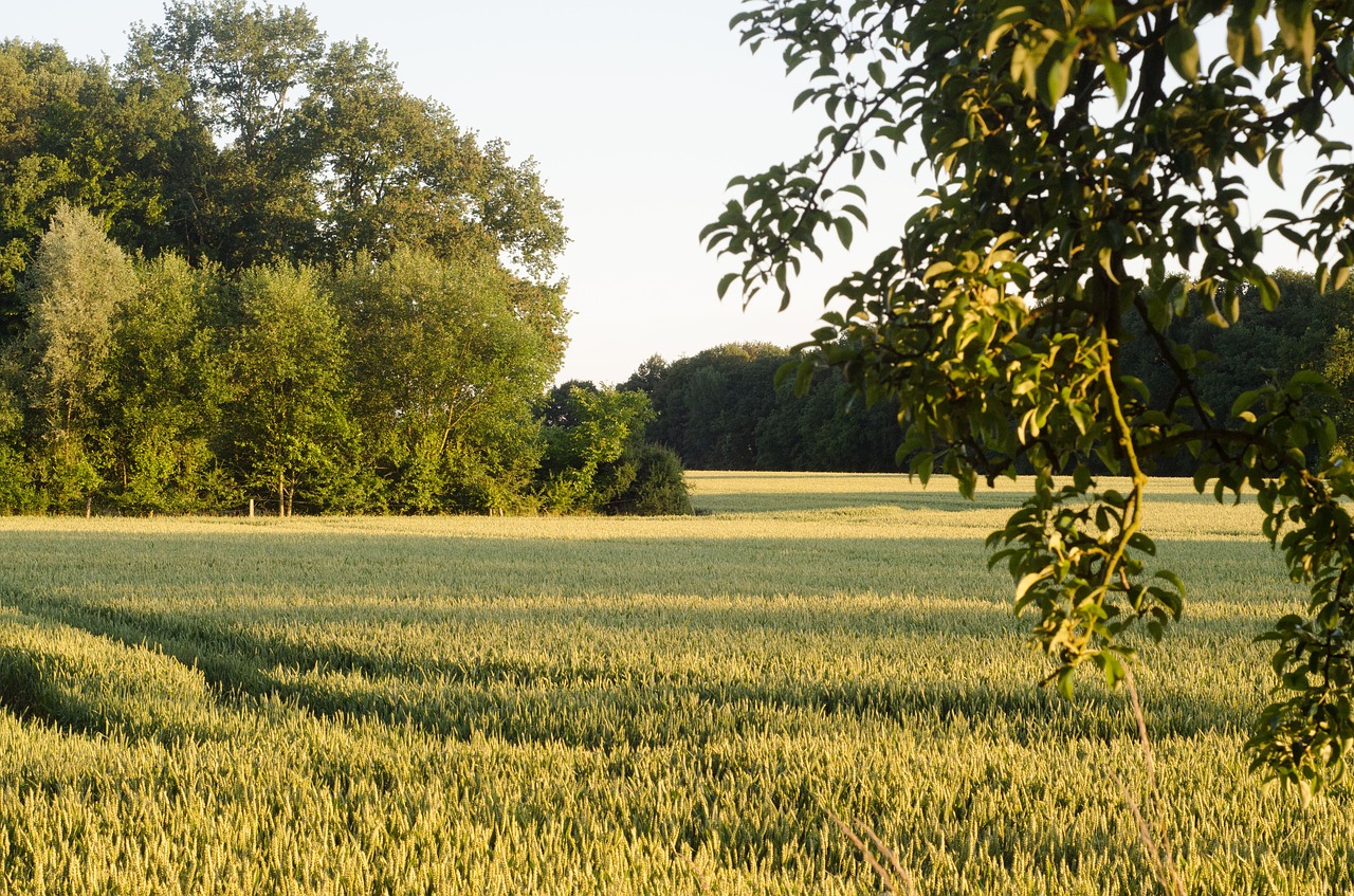 green forest nature free photo