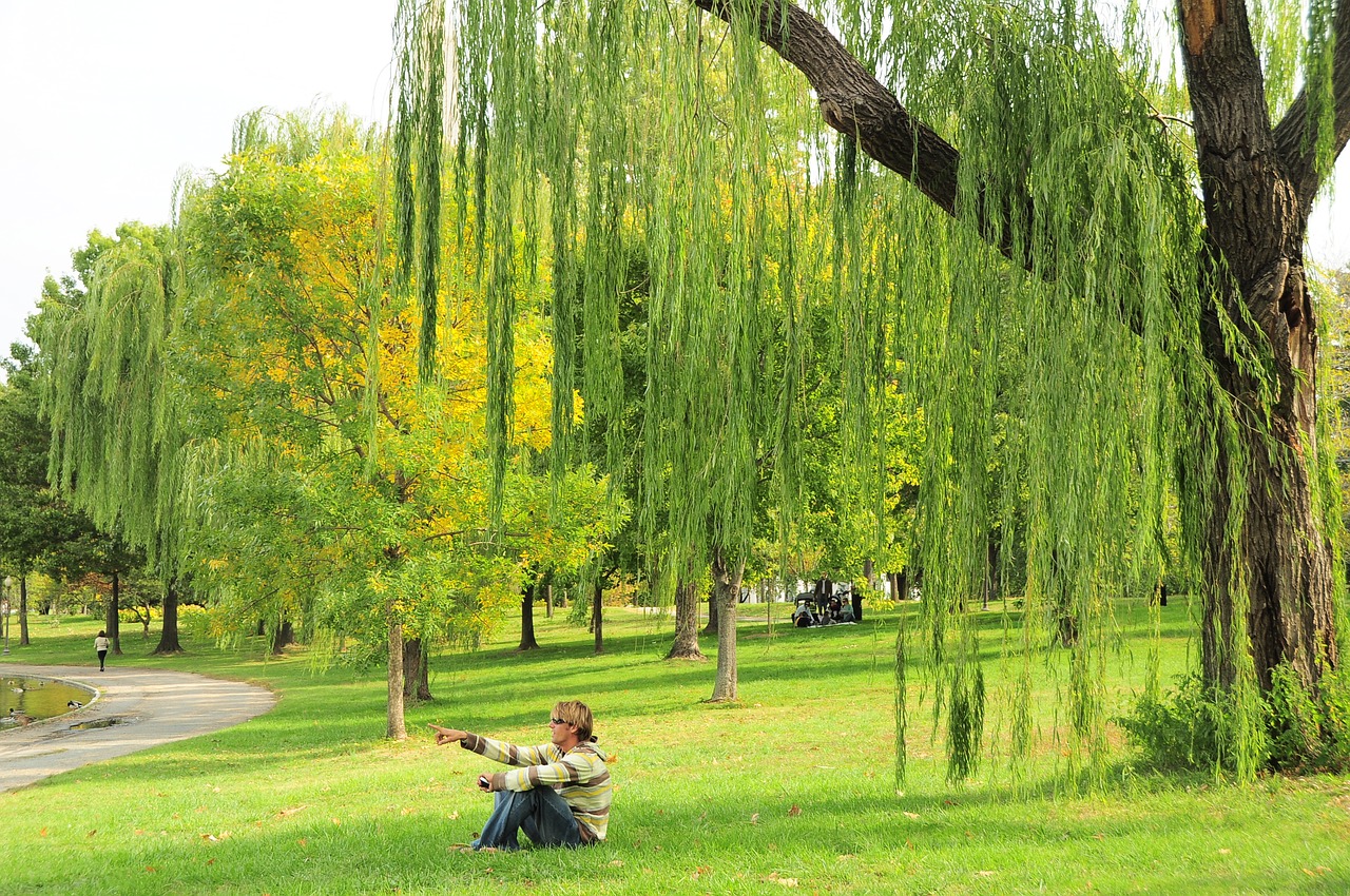 green nature willow free photo