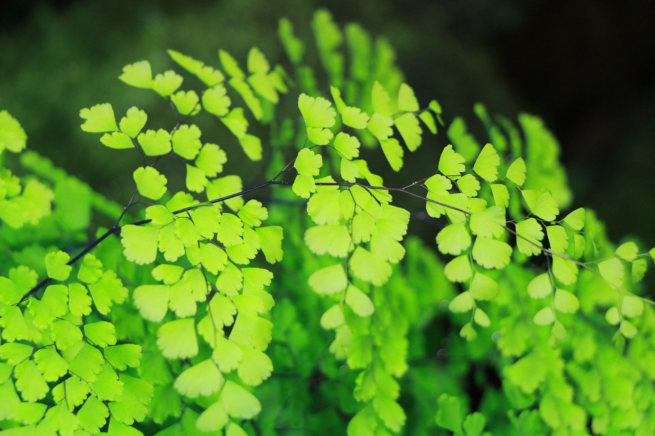 green fern leaf free photo