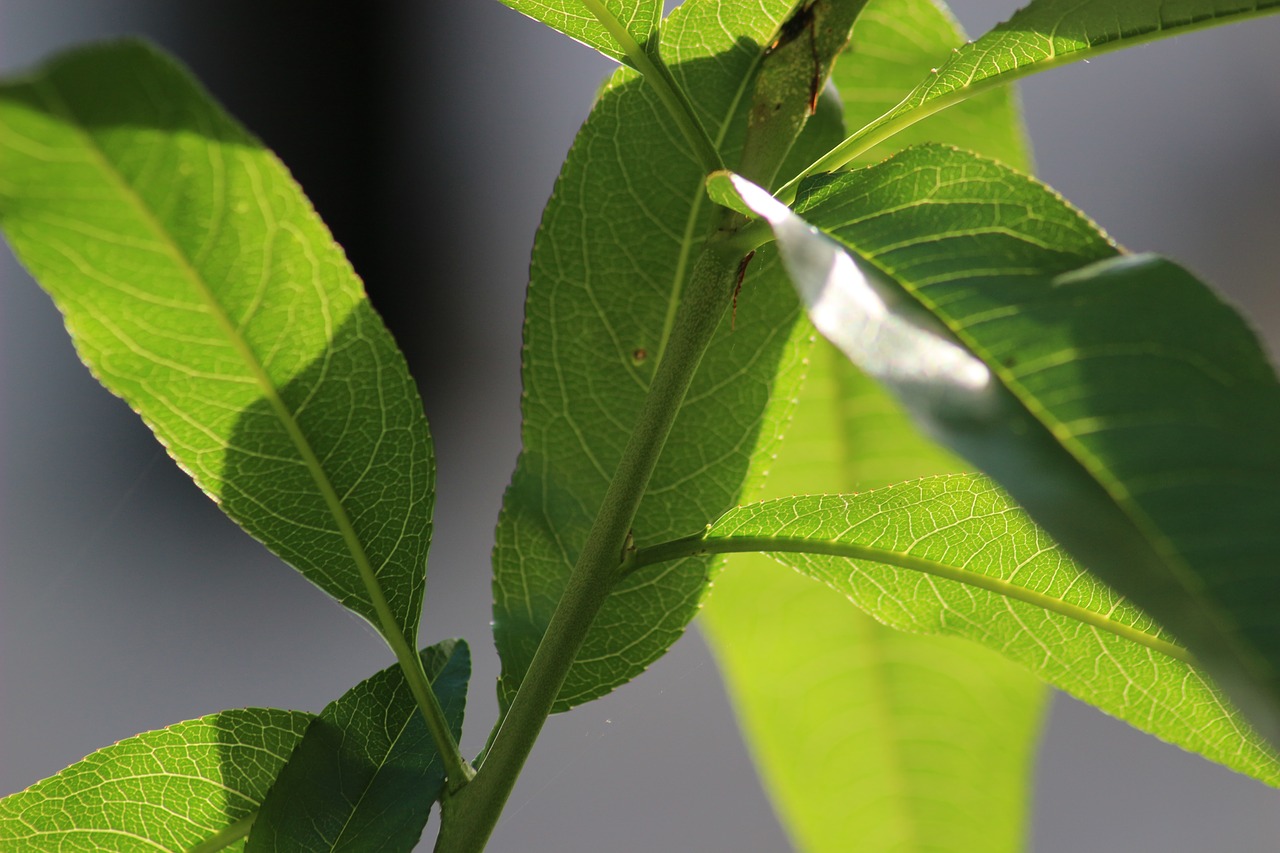 green nature macro free photo