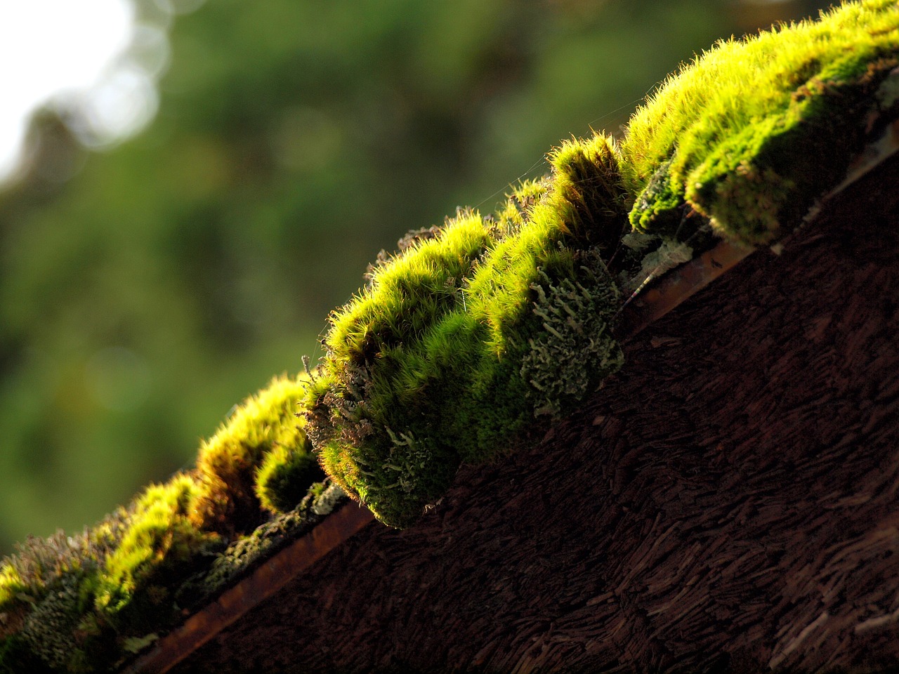 green natural moss free photo