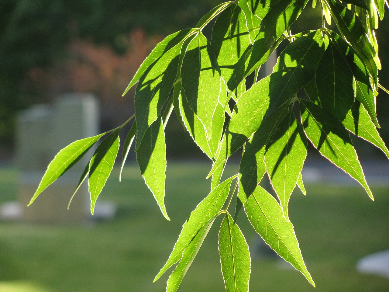 green nature summer free photo