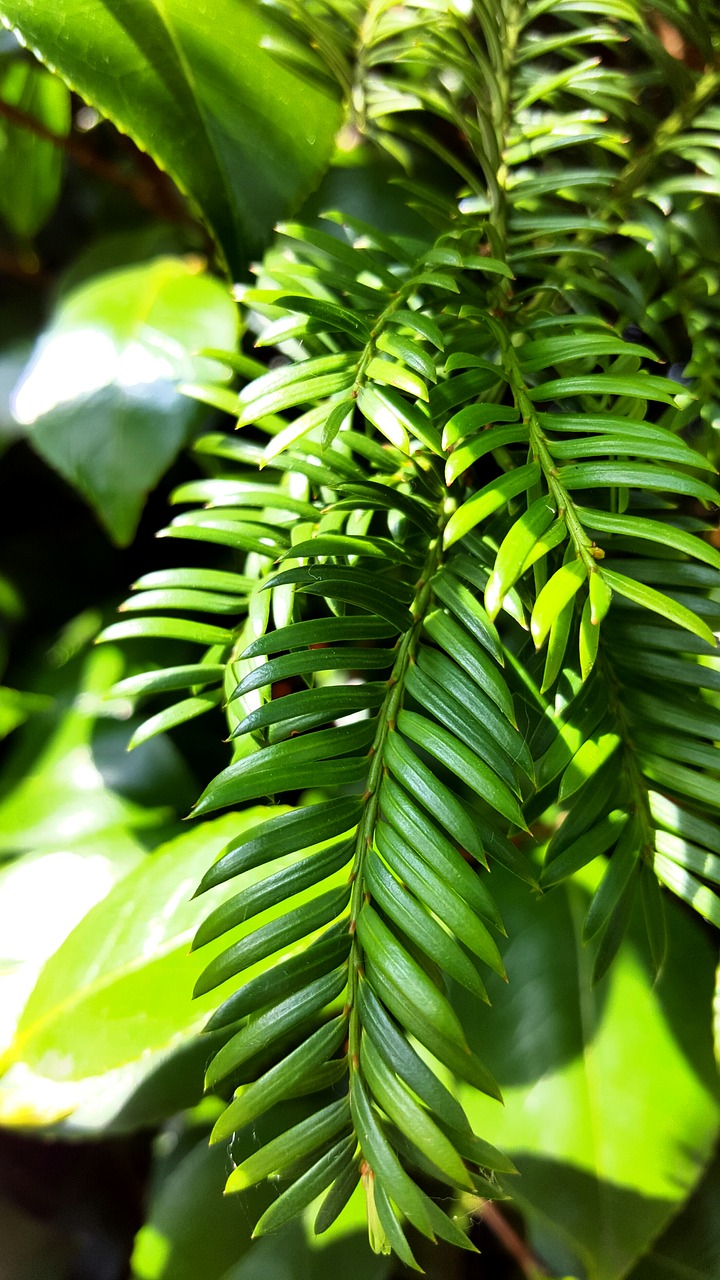 green nature tree free photo