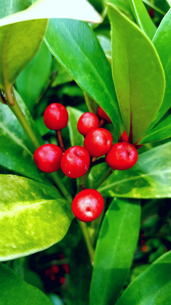 green nature flower free photo