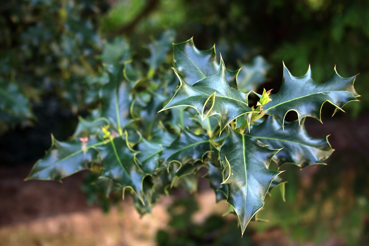 green prickly plant free photo