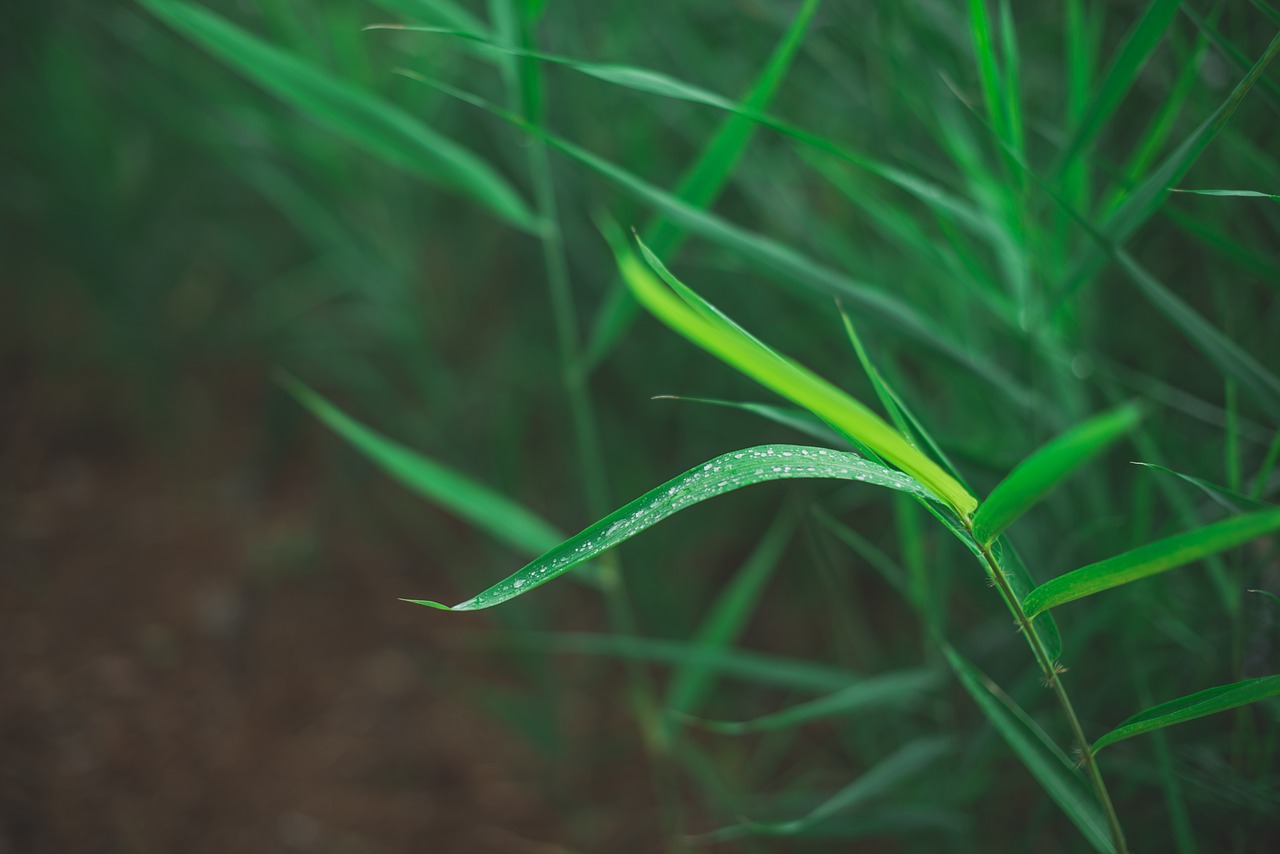 green grass nature free photo