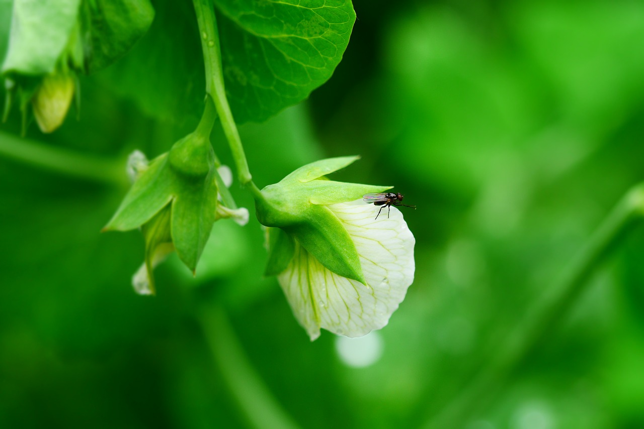 green flower garden free photo