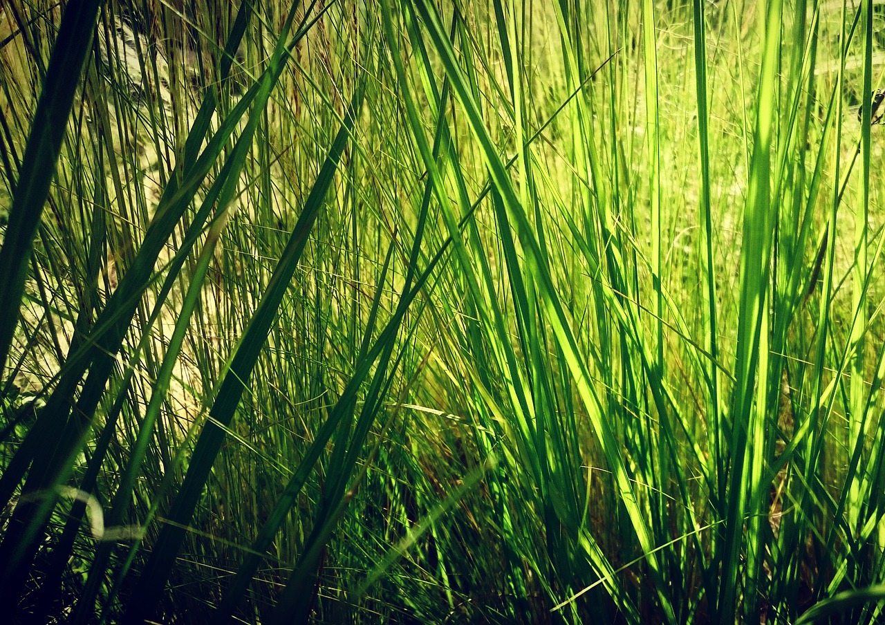 green nature grass free photo