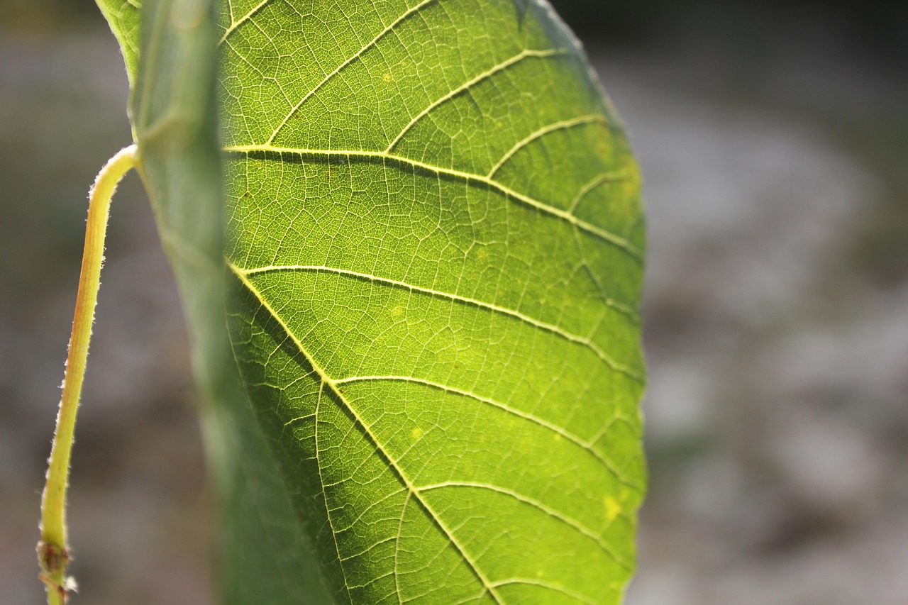 green sheet young free photo