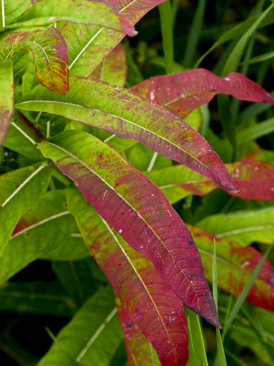 green red leaves free photo