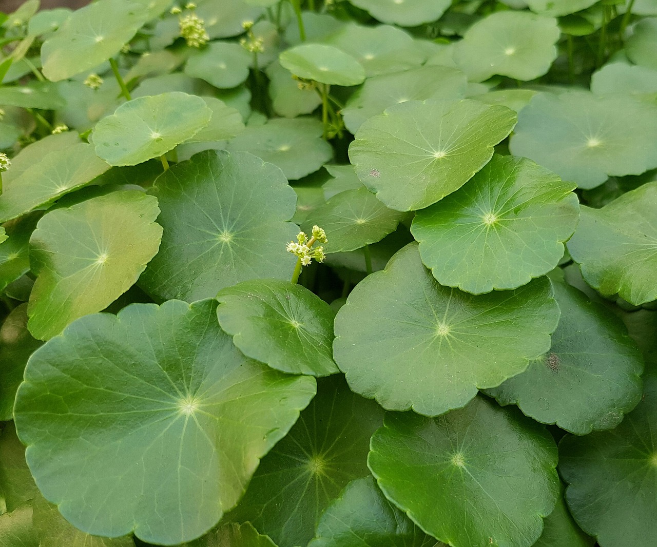 green plant garden free photo