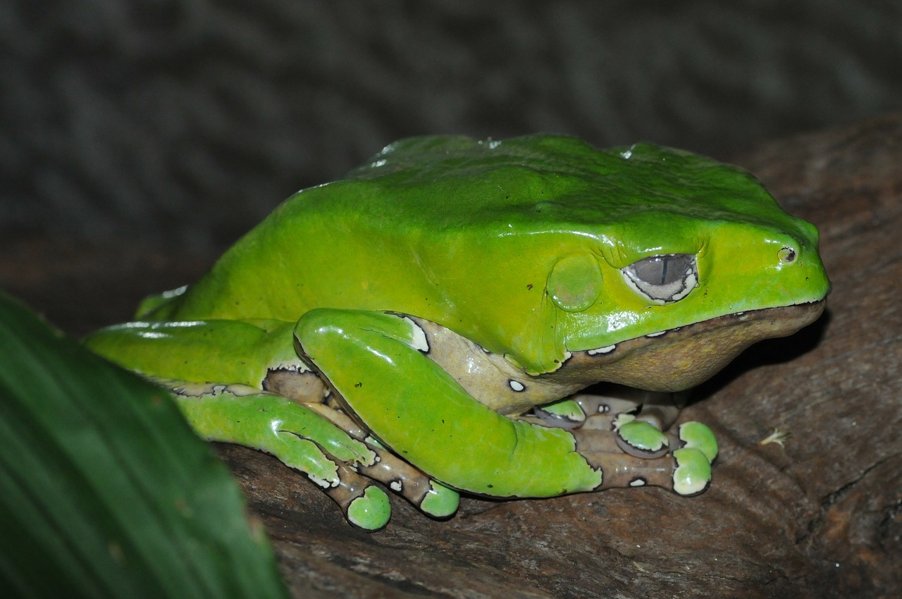 green frog amphibian free photo