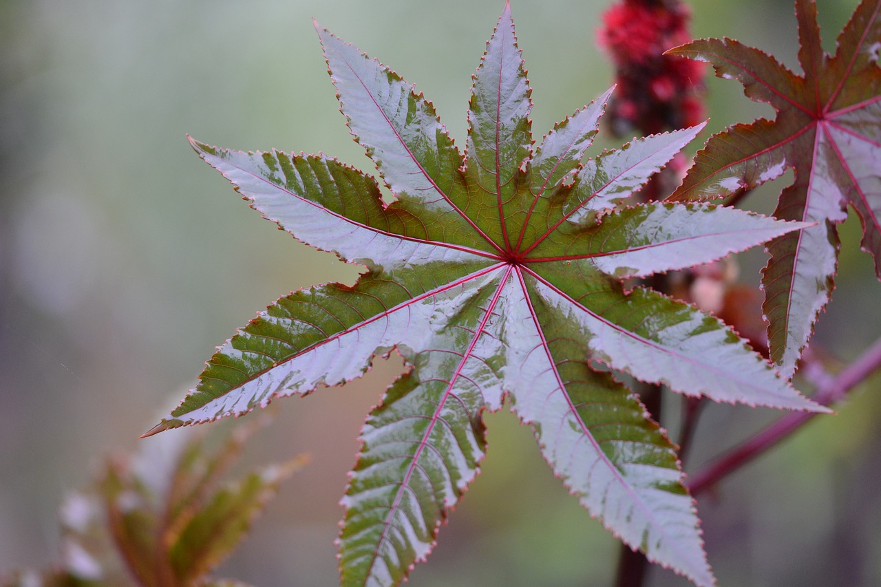 green nature plants free photo