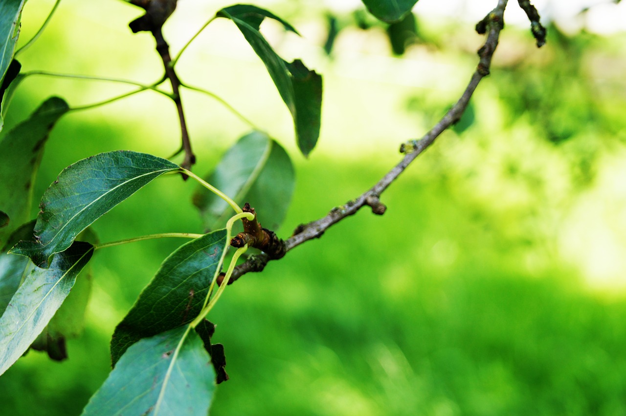 green green tree leaves free photo