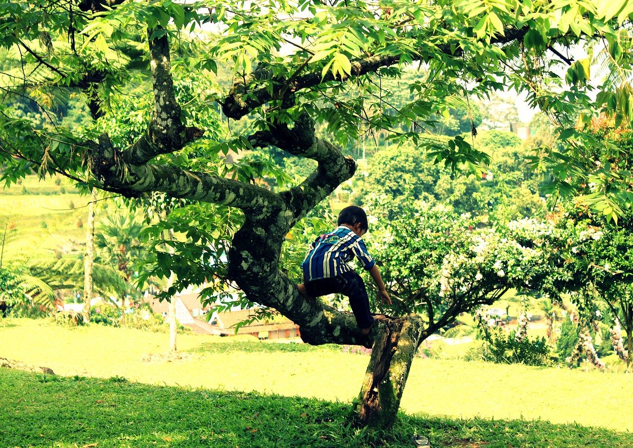 kid tree play free photo