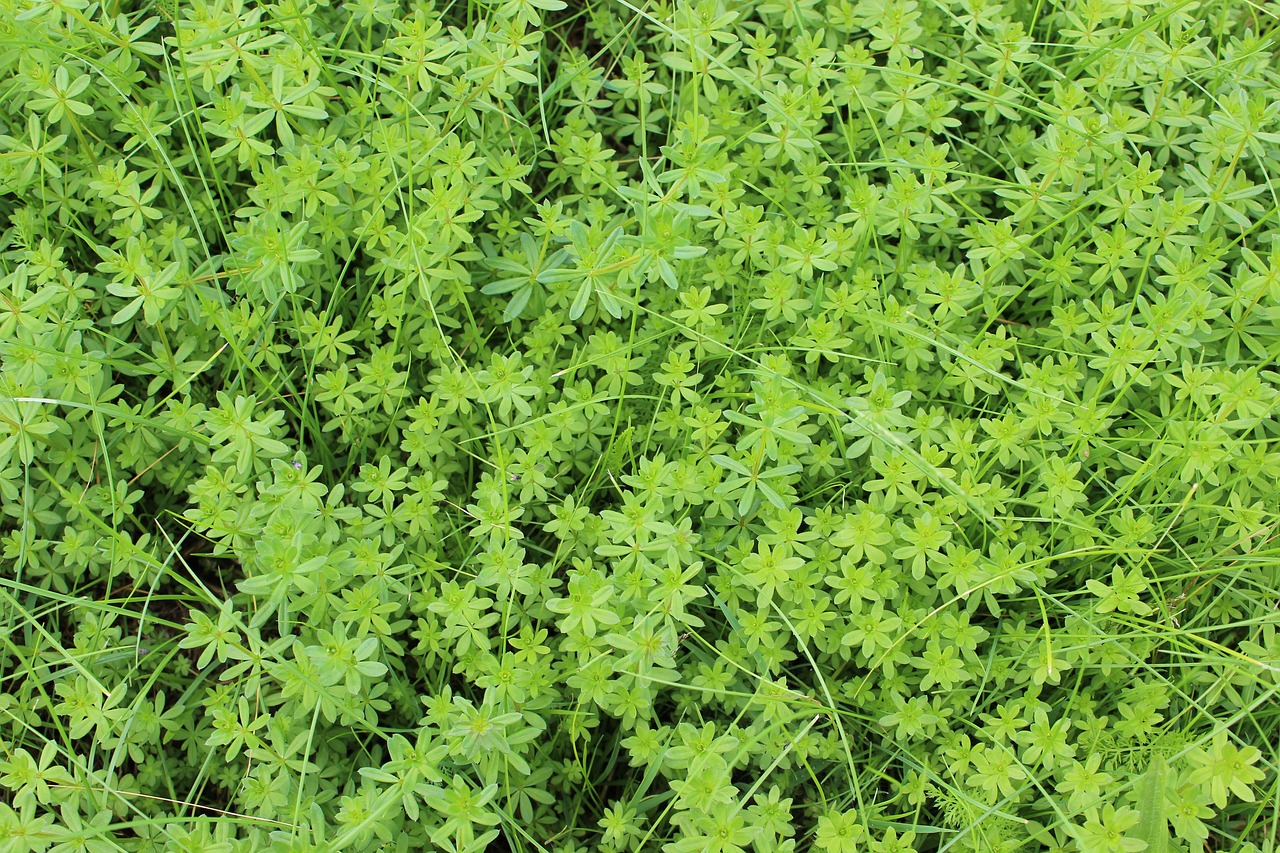 green plant moss free photo