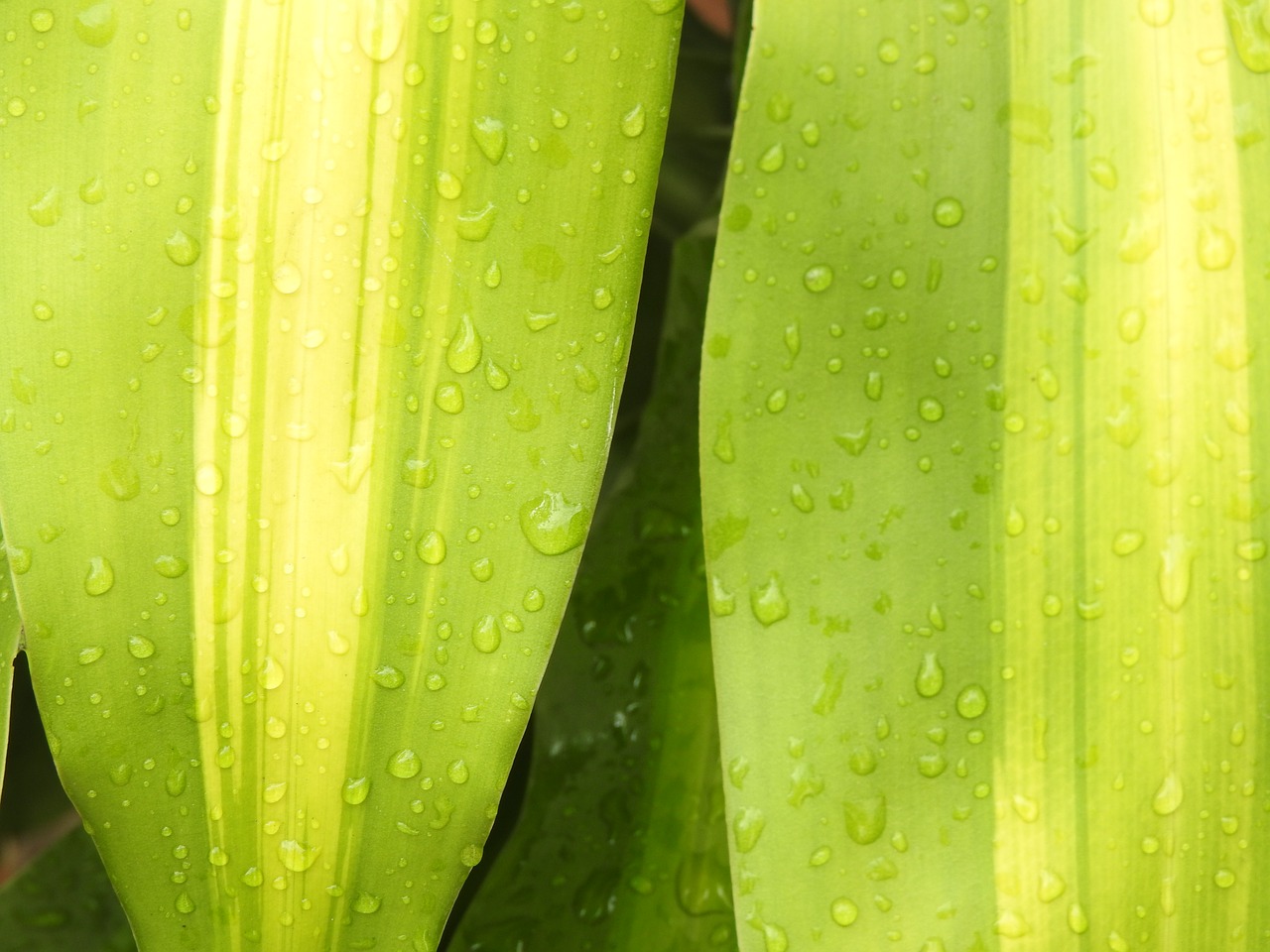 green garden nature plant free photo