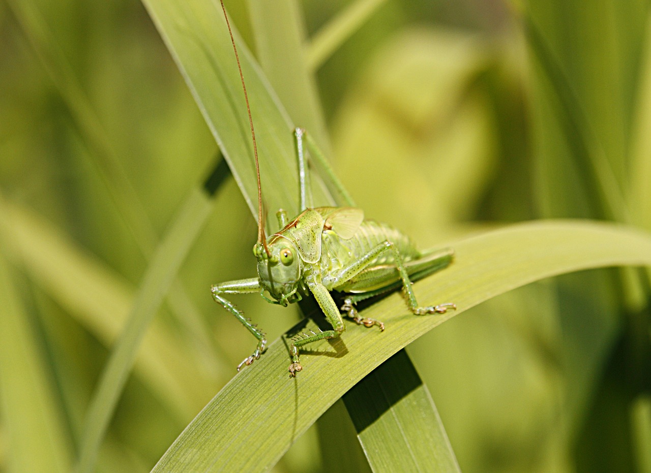 green grasshopper flip free photo
