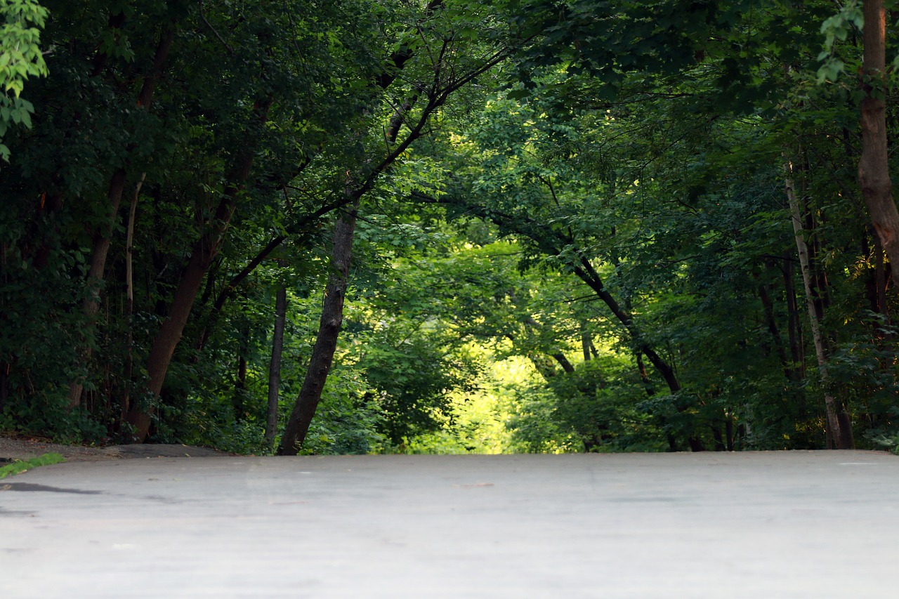 green forest canopy free photo