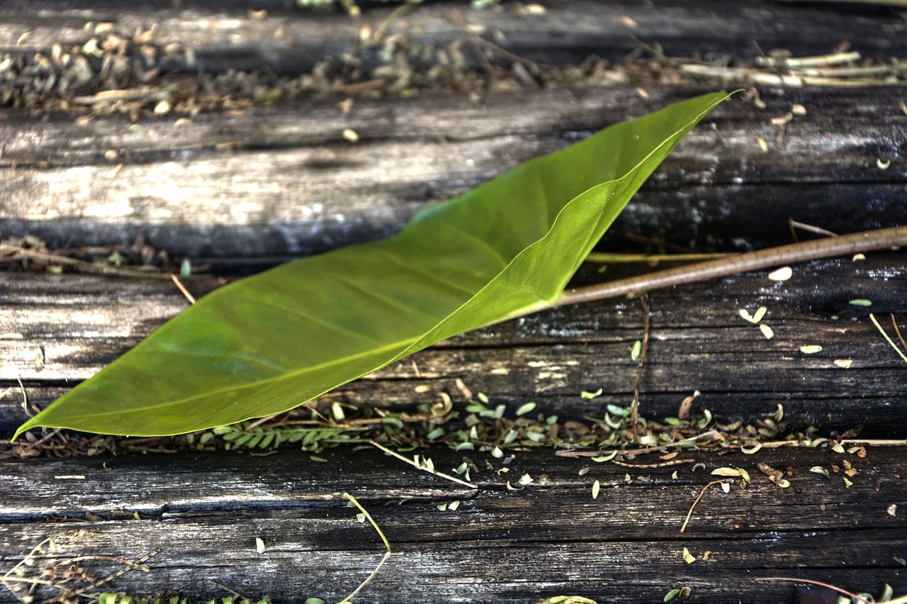 green leaf new growth free photo