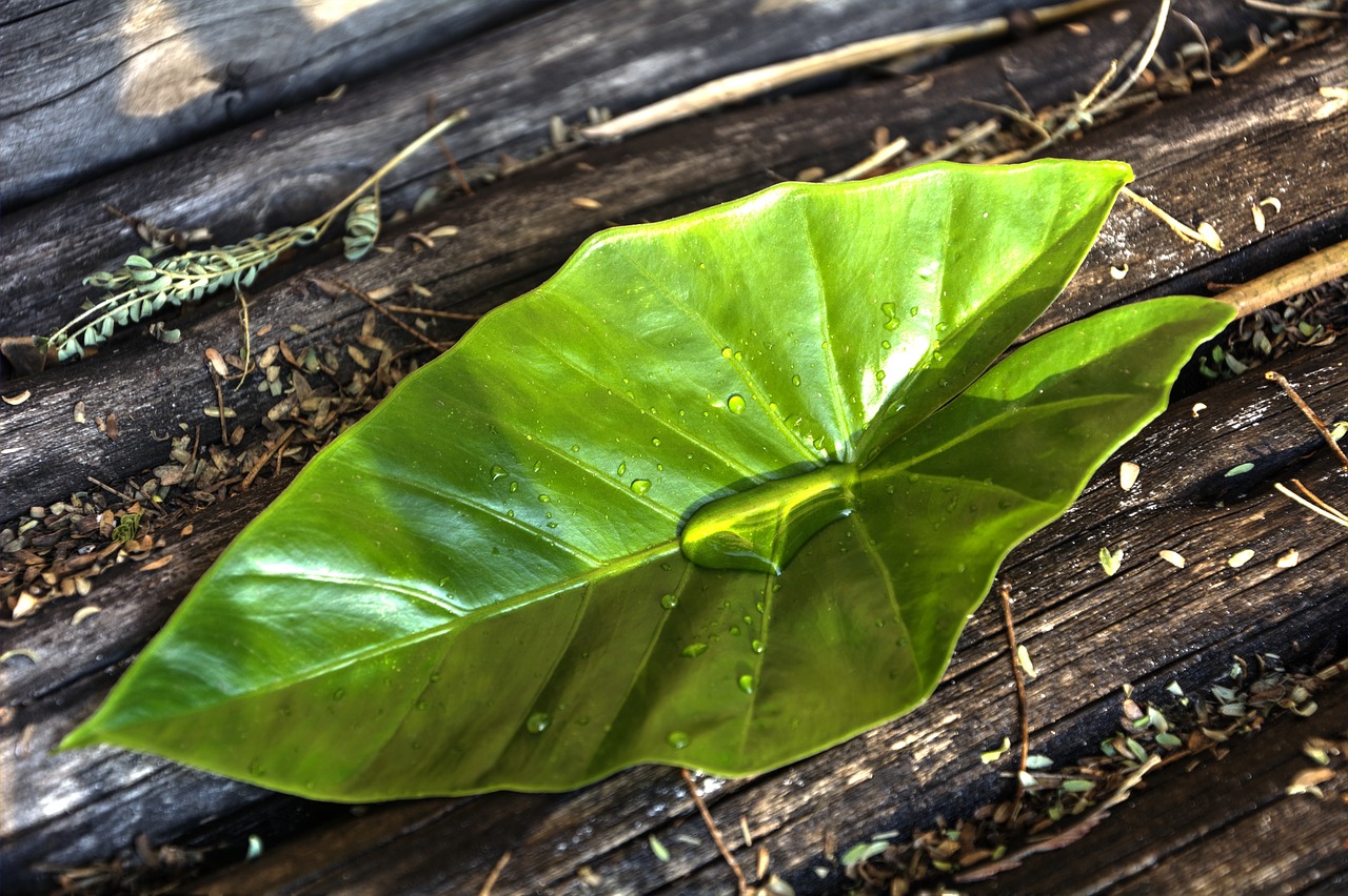 green leaf colours free photo