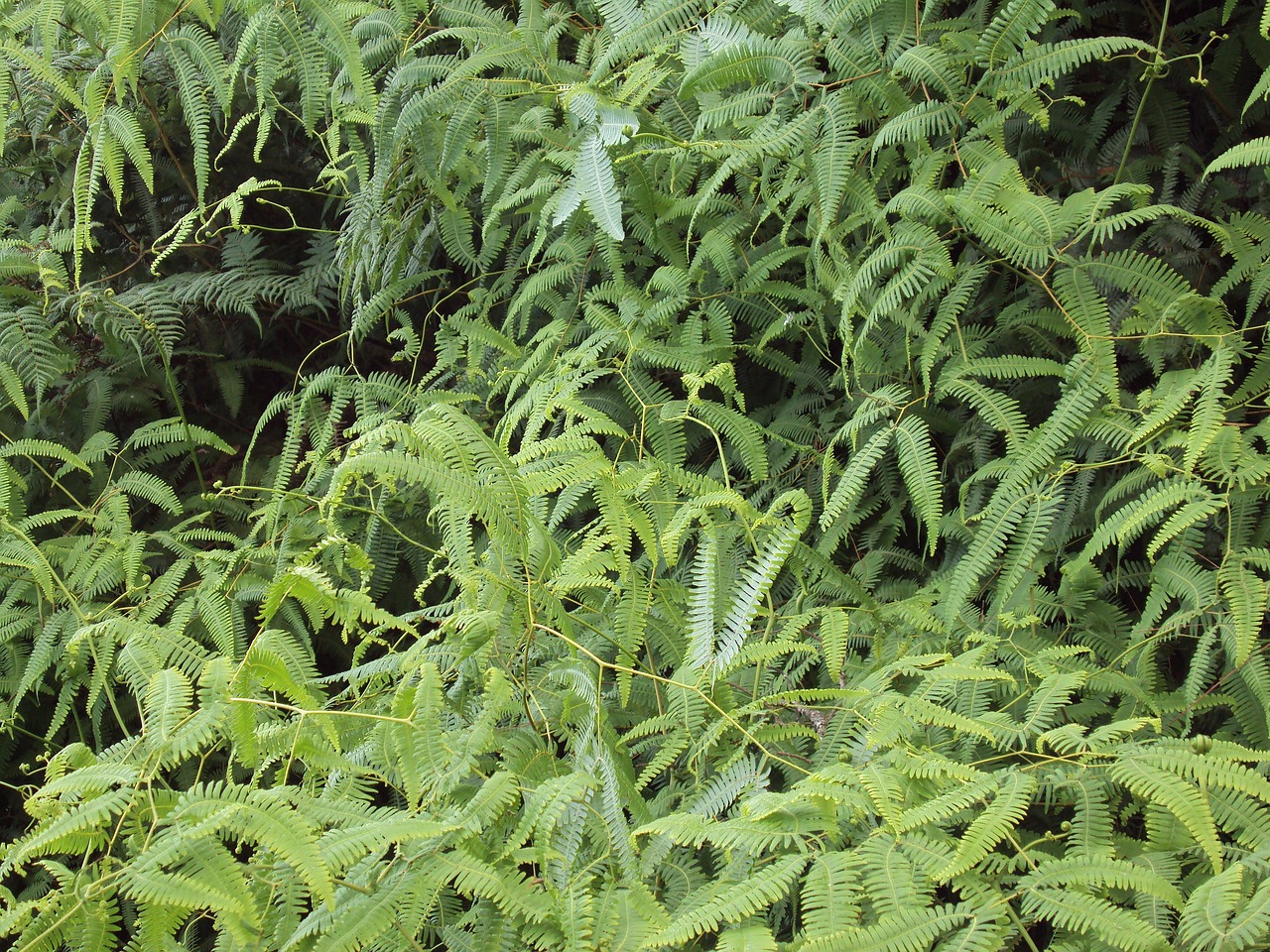 fern green nature free photo