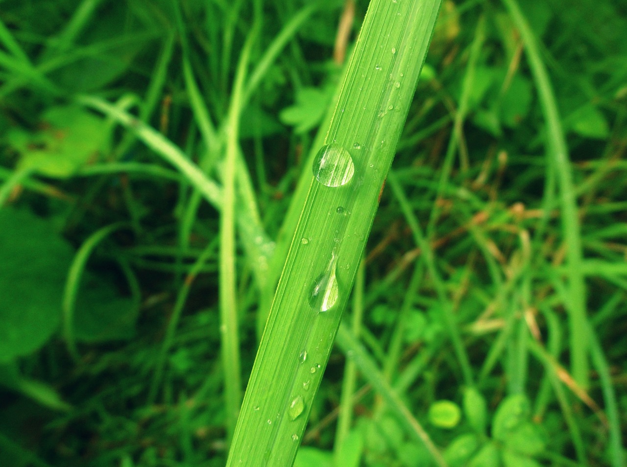 green nature water bubble free photo