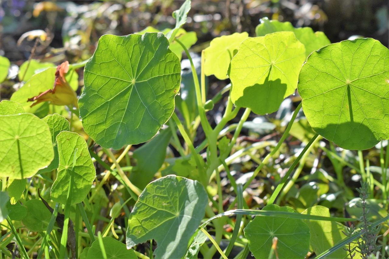 green plant nature free photo