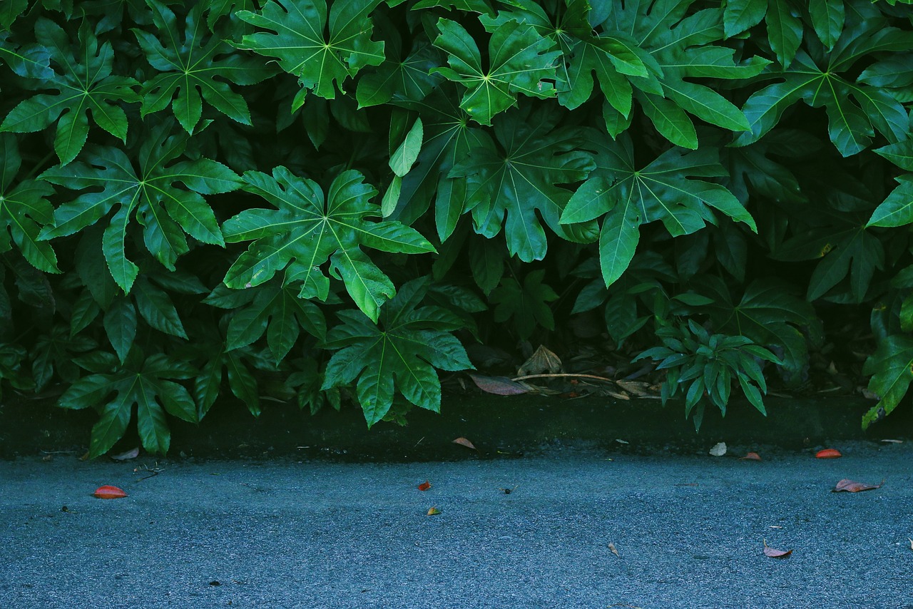 green forest background free photo