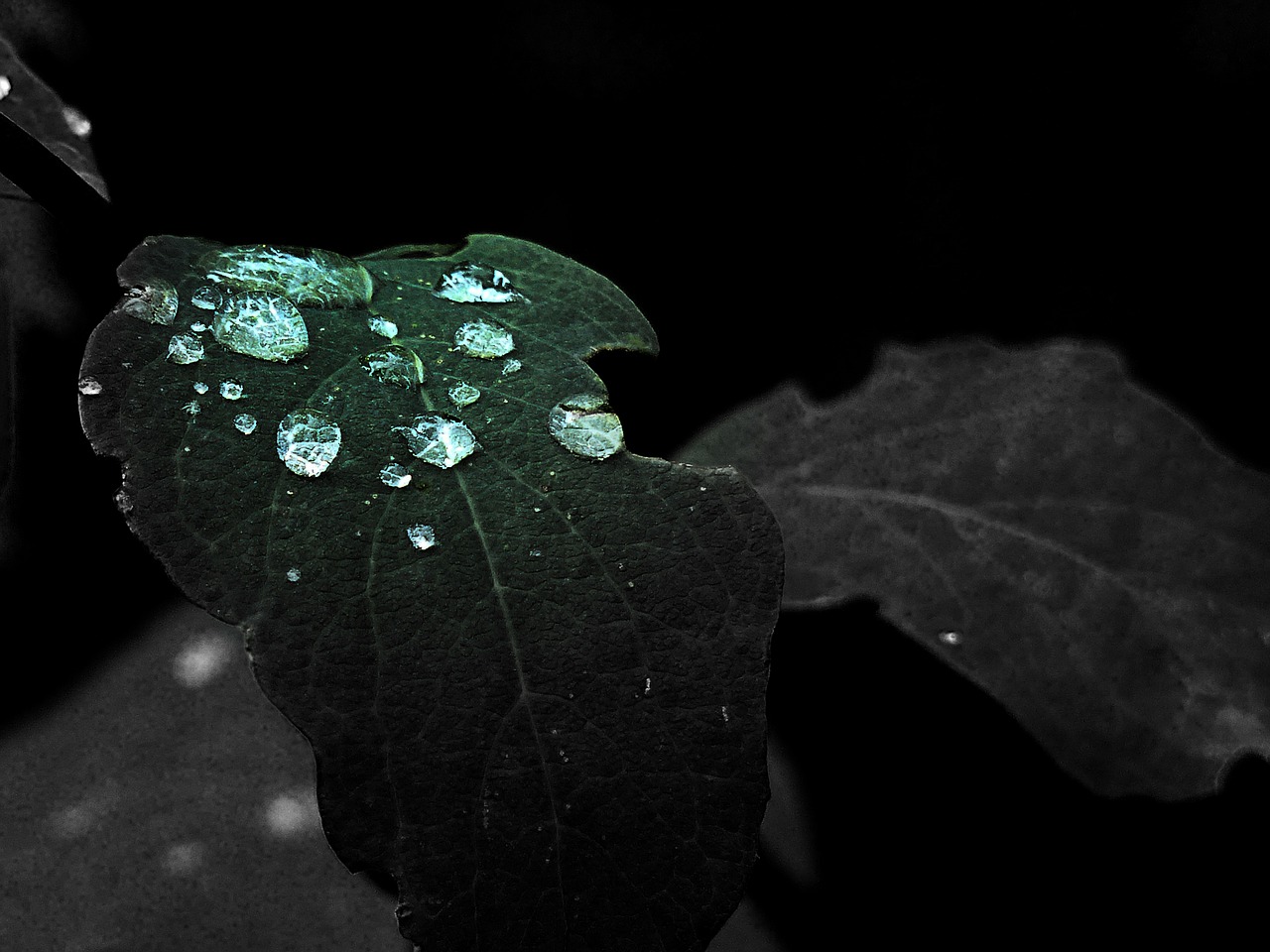 green leaf rain drops free photo