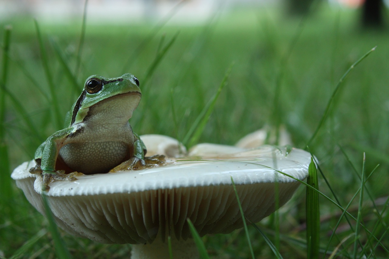 green frog mushroom free photo