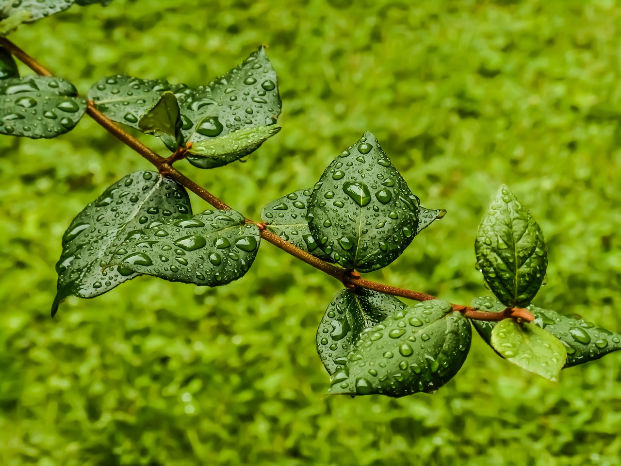 green leaf drops free photo
