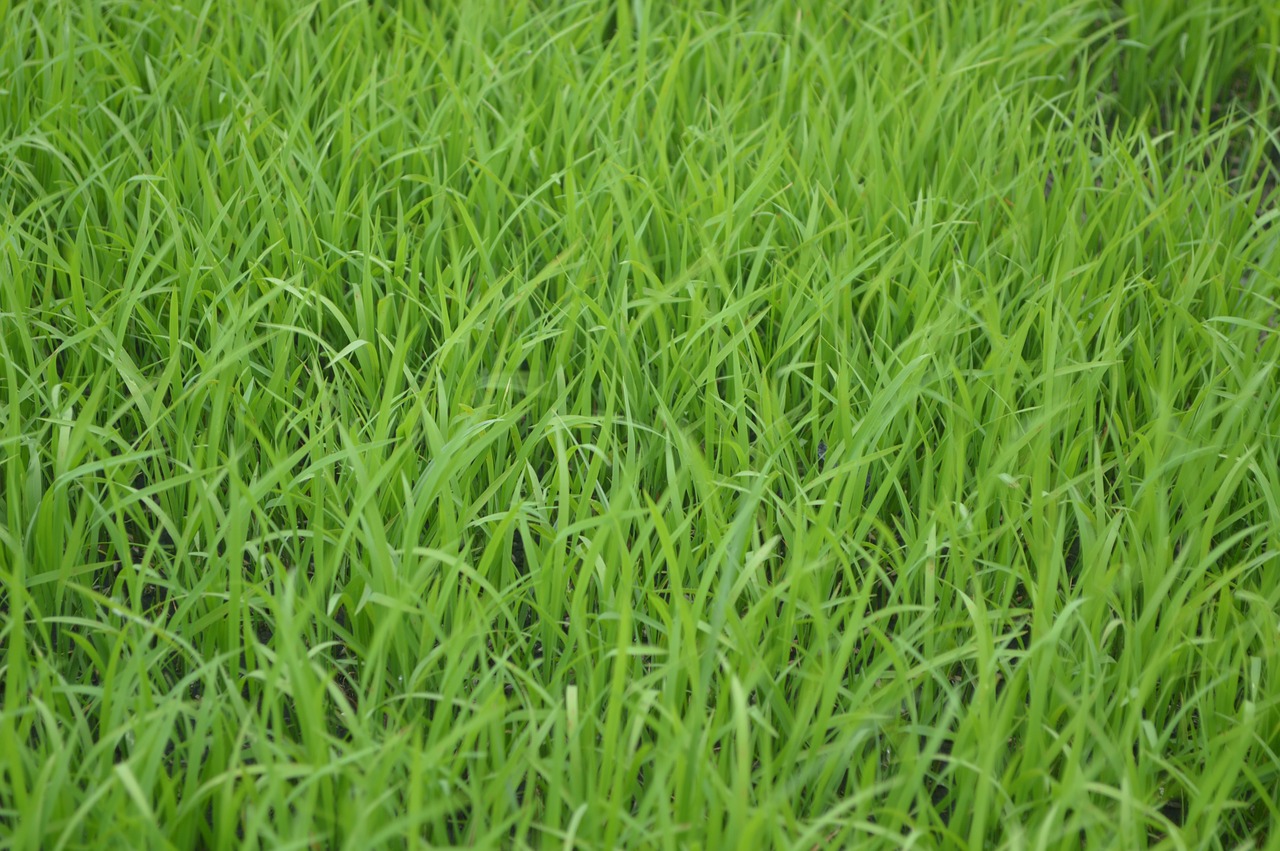 green lawn meadow free photo