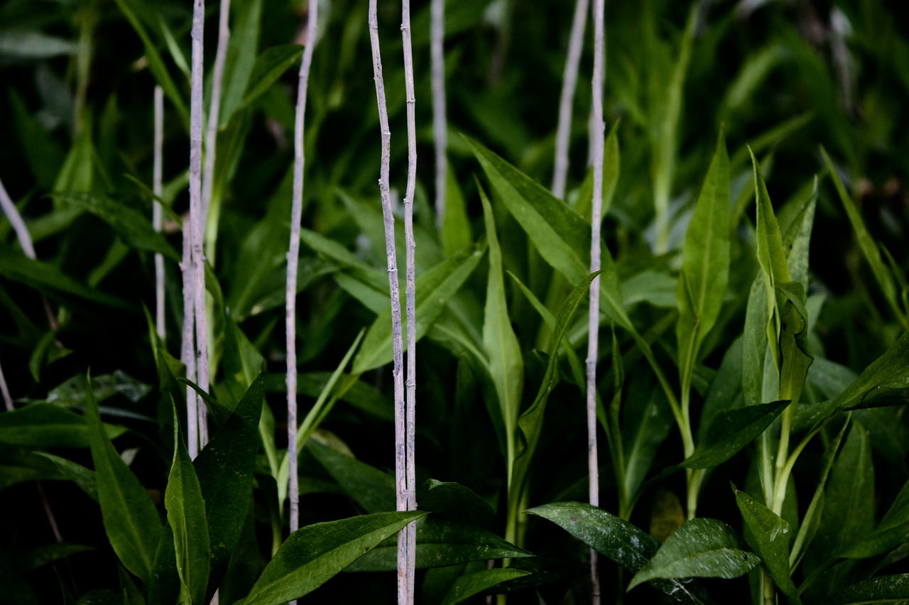 green leaves nature free photo