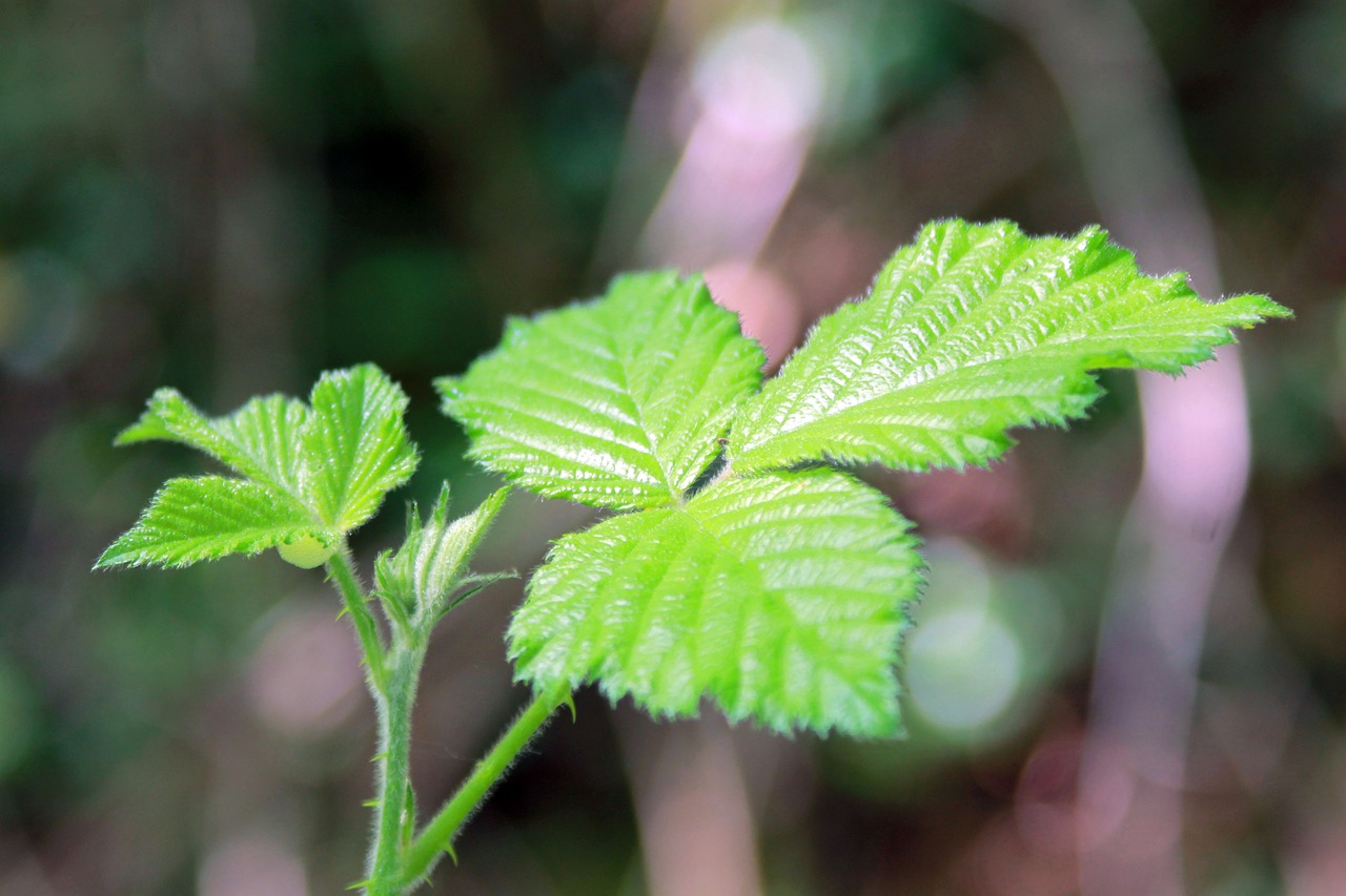 green leaf leave free photo