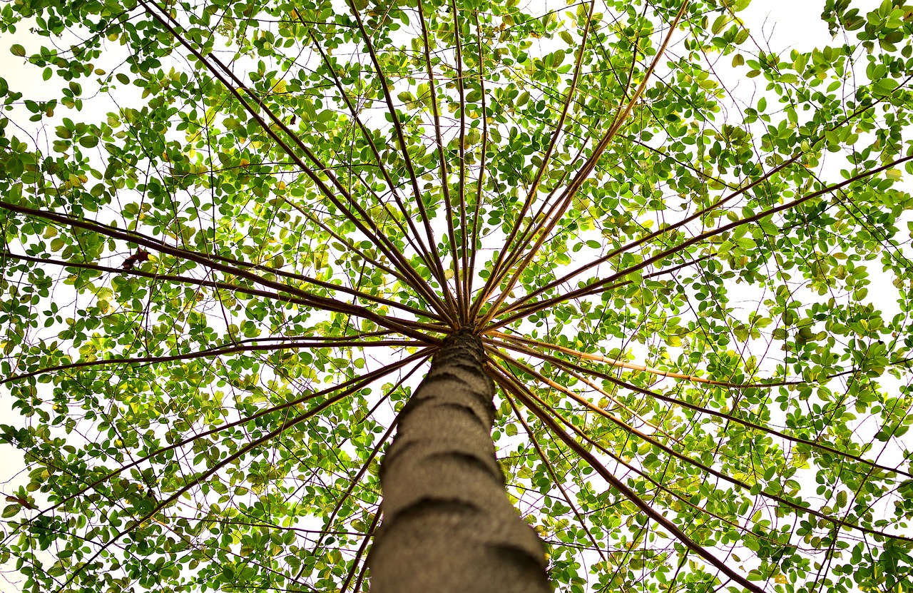 green nature tree free photo