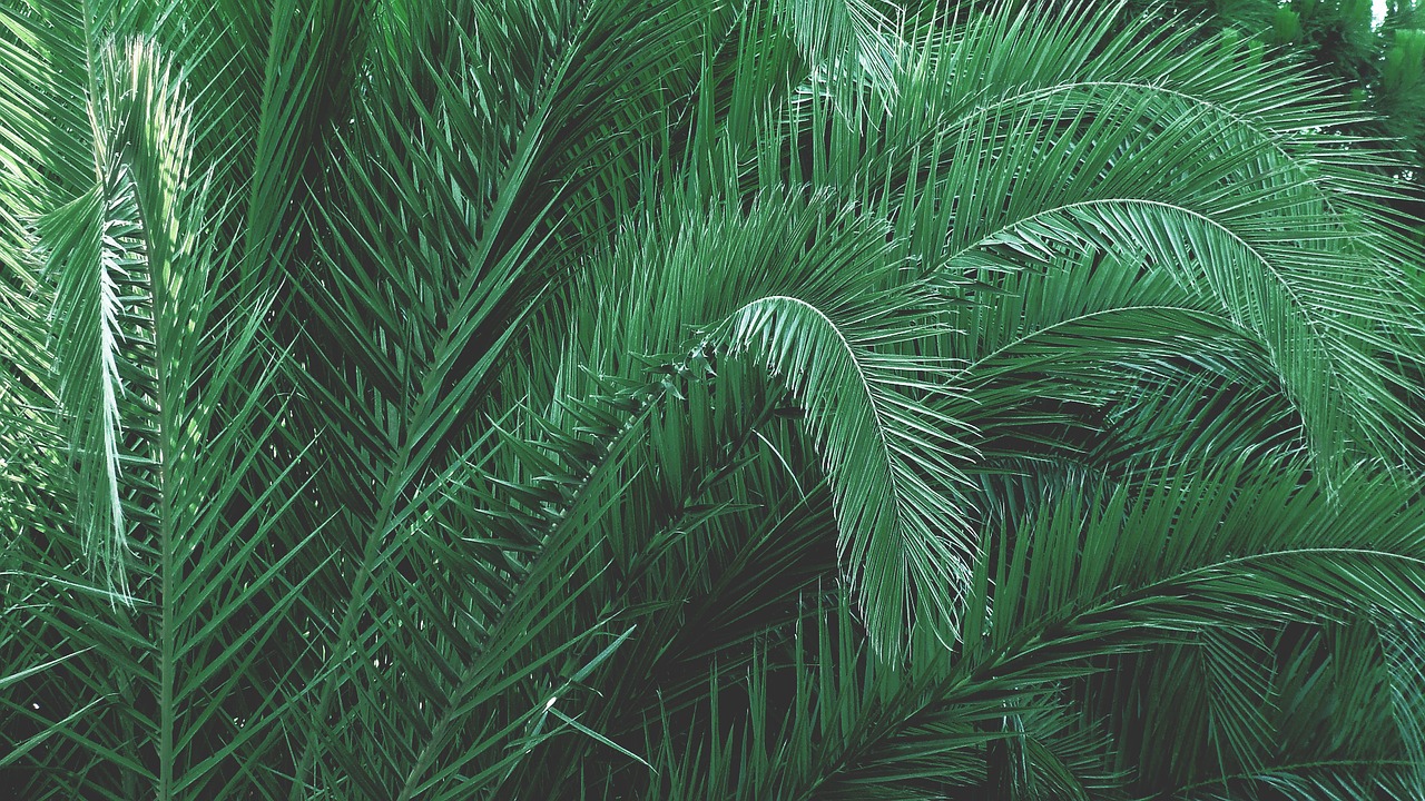 green leaves palm free photo